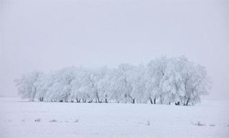 geada de inverno saskatchewan foto