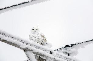 coruja de neve de geada de inverno foto