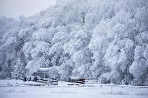 geada de inverno saskatchewan foto