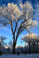 geada de inverno saskatchewan foto