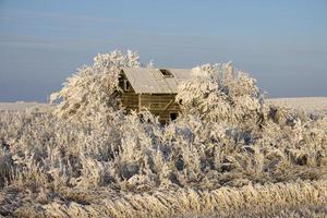 geada de inverno saskatchewan foto