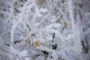 geada de inverno saskatchewan foto