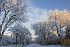 geada de inverno saskatchewan foto