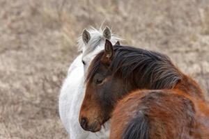 cavalos da pradaria saskatchewan foto