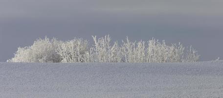 geada de inverno saskatchewan foto