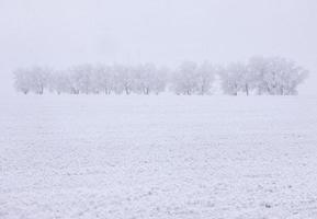 geada de inverno saskatchewan foto