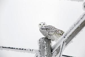 coruja de neve de geada de inverno foto
