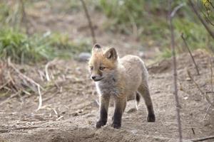 kits de raposa perto de den foto