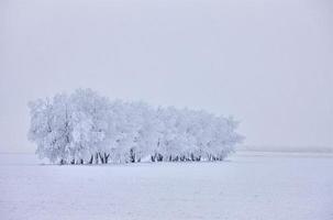 geada de inverno saskatchewan foto