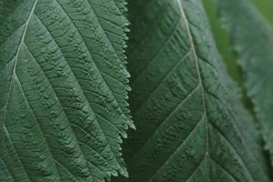 grandes folhas de uma castanha closeup com detalhes, ao ar livre no jardim primavera foto