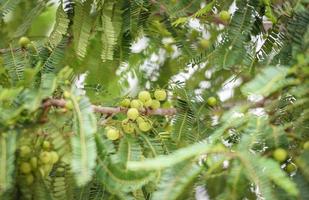 groselhas indianas ou fruta amla na árvore com folha verde phyllanthus emblica árvore de groselha indiana tradicional para medicamentos fitoterápicos ayurvédicos e lanche foto
