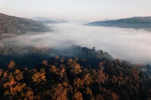 névoa dourada da manhã na floresta foto