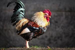 galinha colorida em um galinheiro no norte da itália foto