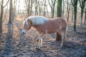 cavalo nos estábulos foto