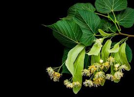 flores de tília isoladas em preto foto