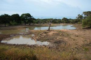 bela paisagem com um prado, lagoas e muitas árvores verdes ao redor do parque minneriya, sri lanka foto