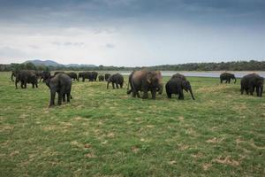 belo grupo de elefantes asiáticos no parque nacional minneriya no sri lanka foto