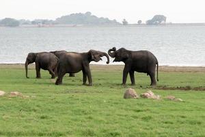 quatro elefantes asiáticos, dois deles lutando no parque nacional minneriya, no sri lanka foto