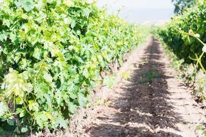 vinha em um dia ensolarado de primavera. folhas verdes e pequenas uvas crescendo. rioja. foto