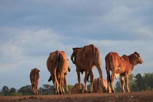 um rebanho de gado na zona rural ao pôr do sol.