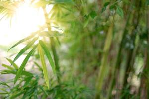 folhas de bambu na natureza e sol da manhã, imagem de fundo para spa e natureza foto