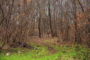 floresta no final do outono ou início da primavera. galhos de árvores sem folhas, grama verde-amarelada e uma pequena trilha entrando na floresta