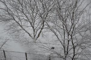 galhos cobertos de neve e troncos de árvores na cidade foto