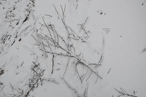 textura de neve com plantas no chão foto