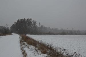 panorama de um campo agrícola coberto de neve no inverno foto