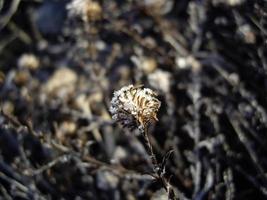 detalhes de plantas congeladas em gelo e neve foto