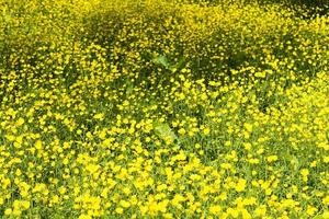 campo com flores amarelas em um dia ensolarado. foto