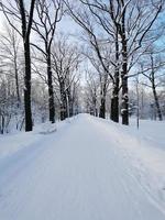 Catherine Park em Pushkin em um dia de inverno foto