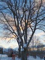 céu de inverno à noite no pôr do sol da vila foto