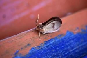 bicho-da-seda siberiano dendrolimus sibiricus é uma espécie de lepidóptero da família casulo-mariposa foto