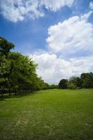 linda grama verde no parque