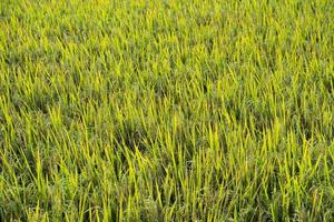 campo de arroz jasmim foto