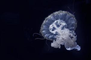 medusas debaixo d'água foto