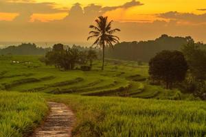 vista do pôr do sol sobre os campos de arroz ocupados à tarde foto