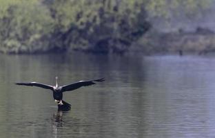 darter oriental ou pássaro de cobra indiana voando sobre o corpo de água. foto