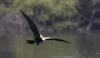 darter oriental ou pássaro de cobra indiana voando sobre o corpo de água. foto