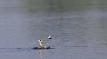 darter oriental ou pássaro de cobra indiana pegando peixes no corpo de água. foto