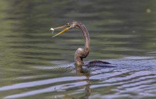 darter oriental ou pássaro de cobra indiana pegando peixes no corpo de água. foto