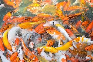 peixes coloridos chiques de koi. peixe carpa
