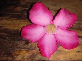 flores cor de rosa com belos padrões foto