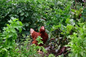 galinhas domésticas que põem ovos comem folhas vegetais em um campo agrícola foto