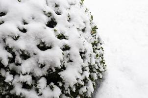 arbustos ornamentais de jardim sob a neve branca. foto de estúdio