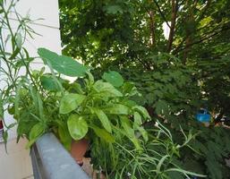 plantas de casa na varanda foto