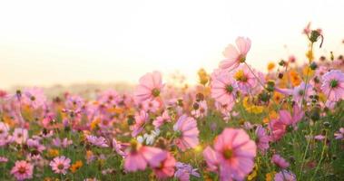 lindo campo de flores cosmos foto