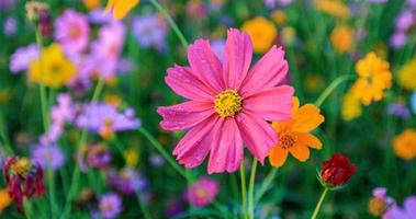 lindo campo de flores cosmos foto