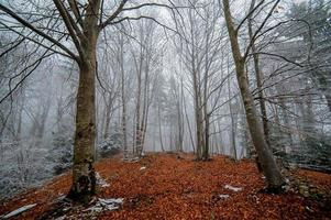 floresta de outono coberta pela primeira neve foto